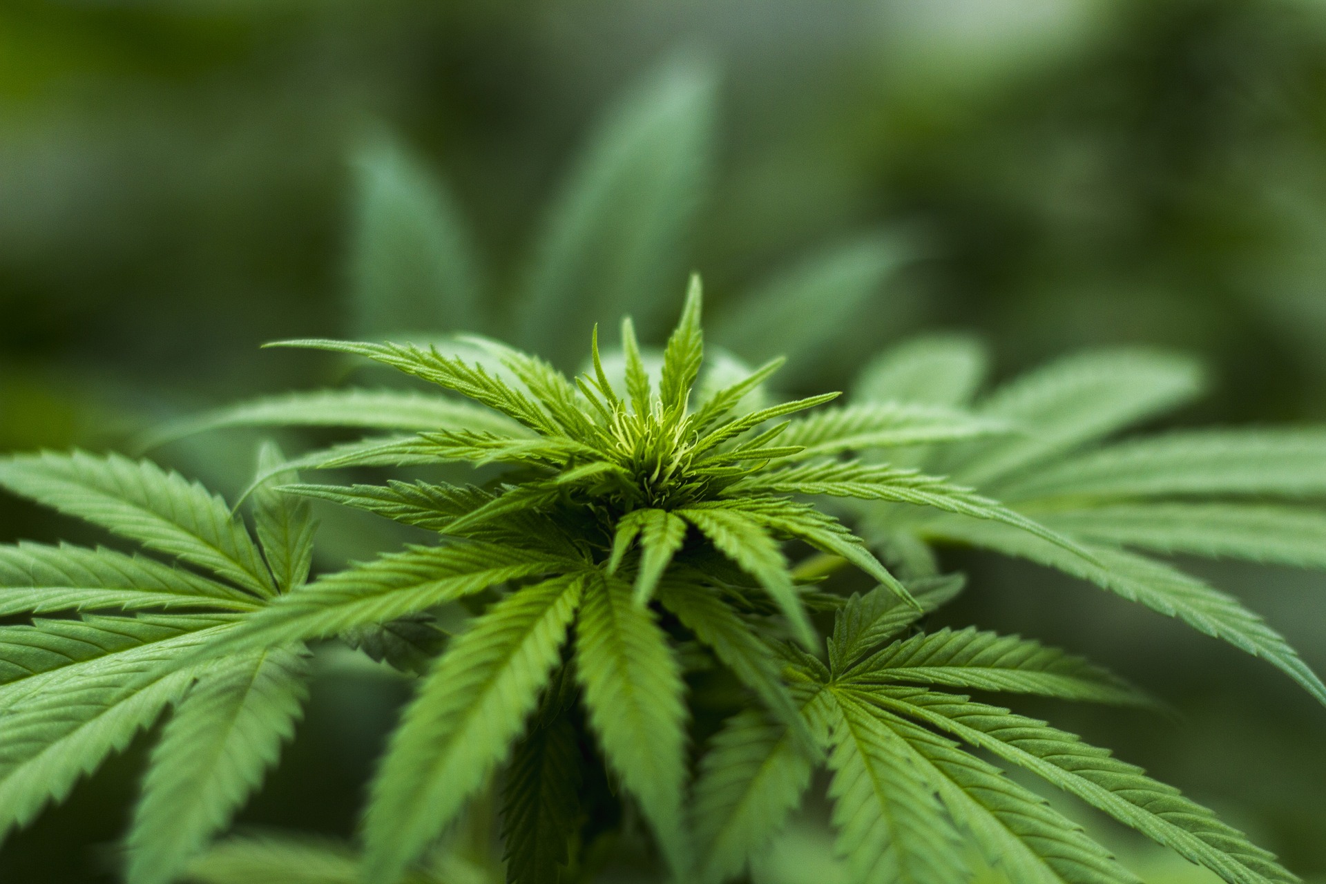 hemp flower